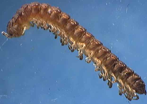 Polydesmus coriaceus